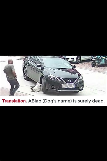 Dog Survives Brutal Crush Without Any Injury #dog #fatdog #petdog