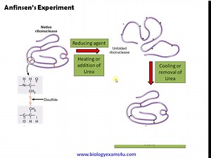 Protein Folding - Anfinsen's Experiment
