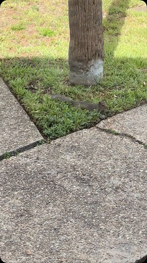 It’s just too hot outside! Peanut and Hazel are always here on the mornings while the others stop by from time to time. Gone are when they would meet me when I leave work. It’s just too hot! They are nestled in their shady palm trees. We leave our fresh water every day and it’s so cute to watch them scamper up the tree to drink! #jaxbeachsquirrelgirl #squirrelsofinstagram #squirrels #jaxbeach #squirrelgirl #bluediamondnuts #squirrelwhisperer #squirrellove #squirrelfriends #itstoohot | Susan Berg