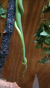 13K views · 10K reactions | Love is in the air! Snakes really get a...