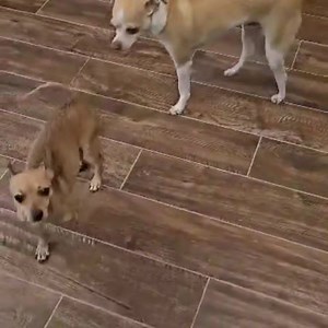 AY CHIHUAHUA RESCUE on Reels