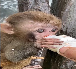 Bring milk to the little monkeys because they are too hungry. Baby monkeys drink delicious milk | MiMi Monkey