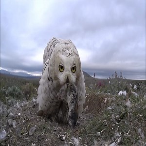 9.7K views · 146 reactions | Snowy Owls Endless feeding of growing chicks! | Million Viewer | Facebook