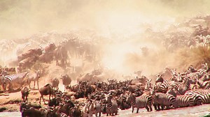 Wildebeest cross a river during a migration in africa 2 | Premium Stock Video Footage