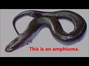 Amphiuma bite...OUCH