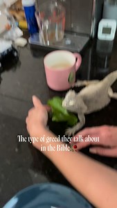 THAT type of greed. Does that makes Casper less angel? Of course not🤍🤍🤍 。 。 。 #beardeddragon #adoptdontshop #foodie #hungry #foodlover | Hikinglizard