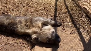 A little spot of cuteness to celebrate World Hyena Day! 😍 How sweet is eight-month-old Spotted Hyena cub, Jabali, lapping up the sunshine. ☀️ Today, we recognise these amazing animals, who are so often misunderstood and encourage you to spread the word about how pawsome they really are! Here are some fun facts about Spotted Hyena for your to share: 🐾 Spotted Hyenas live in large groups known as clans, and are often made up of smaller family groups or sub-clans, which break away and come back t