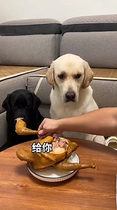 9.2K views · 43 reactions | my pets are so cute ❤.... | Bluepope | Facebook