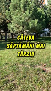 77K views · 1.1K reactions | Îmi amintesc cum socrul meu a aruncat o sarma pregătită cu atâta grijă, spunând că în casa lor „nu se mănâncă resturi”. M-am simțit umilită, ca și cum toate eforturile mele erau inutile, dar am strâns din dinți și nu i-am arătat cât de mult mă durea. Abia când am plecat din casa lor, într-o garsonieră mică, am simțit că respir din nou și că pot trăi după propriile mele reguli. | Visele devin reale | Facebook