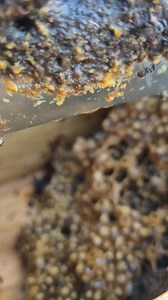 Australian native stingless bees. Austroplebeia australis 🐝🐝🐝🐝🐝 . . . . . . . . . . . . . . . . . . . . . . . . #beekeeper #bees #australia #insectlovers #beesofinstogram #polinators #brisbane #scary #meliponiculture #awesomeearth #beephotogtaphy #creepy #apismellifera #sustainability #fear #backyardbeekeeping #crazy #fear #trendingreels #viral #viralvideos #stinglessbees #wax #amazing ##australia | Urban Native Bees