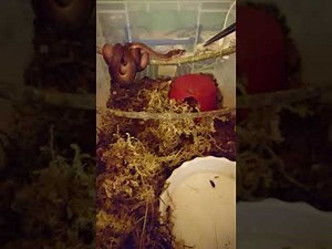 Oksibil/ Highland Scrub Python neonates, feed number 3