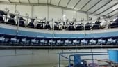 Cows during milking on a rotary milking parlor in a large dairy farm