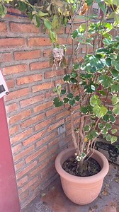 1.4K views · 55 reactions | Hummingbird nest update - Mar 21/24 eggs still there. Mama still tending to her babes. I shall Google to read up on how long before the hatching begins & how soon they’ll be fledglings. #NomadingYaks #RVLife #WintersInMexico #SummersInCanada #HummingbirdNest | Hummingbird Love | Facebook