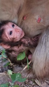 Update,Mom Elsa gave birth to cute baby girl🥰 Name is ELMA🥰Dec/30th/2025 | Aim Koeurn