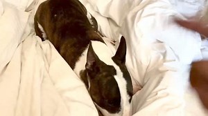 3.3K views · 199 reactions | Winding up the lazy bones. | AKC Mini Bull Terrier Puppies | Facebook