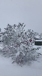 SSNW HQ getting hit hard with snow fall! | Security Services Northwest Inc.