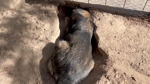6.6K views · 163 reactions | Today’s the day . 來Her whelping box is pretty much on the other side of that fence buts that’s ok as we’ll just let her be her wherever she likes until the seal finally breaks. | German Shepherds Of North East Victoria-Australia | Facebook