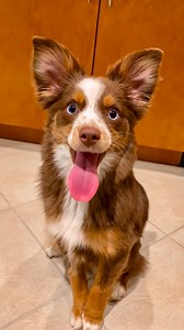 14K views · 148 reactions | Now our tree is complete ✨ How cute is our Christmas tree topper this year? #dog #dogsofinstagram #puppylove #doglover #australianshepherd #dogreels #christmas | Ember Toy Aussie | Facebook
