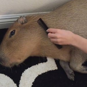 530K views · 4.1K reactions | Como eu me sinto quando alguém mexe no meu cabelo. #Capitu | Hojemais - Três Lagoas | Facebook