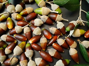 10 Holly Oak Seeds Quercus Ilex, Holm Oak, Chêne Vert, Steineiche, Steeneik Steneg, Steineik, Rautatammi, Dąb Ostrolistny, Αριά, Stenek - Etsy Canada