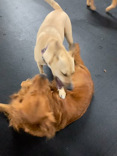 Get up and play with me!! #MetroPet #GoldenRetriever #ShepherdMix | Metropet Dog Center, Inc
