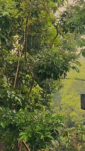 344K views · 10K reactions | Gusto kong ibigay ang buhay na gusto mo ️ 7/11 - Ej Clarks (Cover) . . #ejclarks #711Toneejay #JimmsCoffeeMix #MayPlusKaSaLife #KaJimmsAko #KasamaKoSiJimms #healthycoffee | EJ Clarks | Facebook