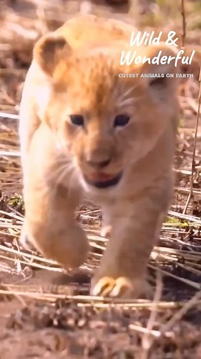 Playful Predators: Exploring the Hunting Skills and Playful Antics of...