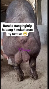 Boar collection semen #fypviral #pigfarming #highlight #farmlife #fblifestyle | Meann Conge