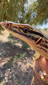 21K views · 3.5K reactions | Releasing another juvenile Yellow-spotted Monitor (Varanus panoptes). 年李 Pilbara region, Western Australia. 廙️ | Mick Fullerton Wildlife | Facebook