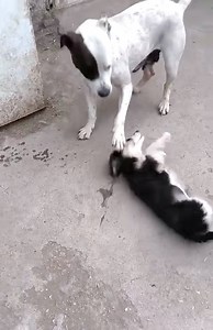 2.6K views · 296 reactions | 笠笠 Aurora & Panda are looking for a...