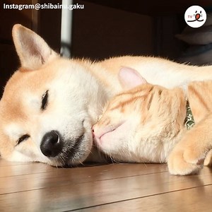 8.3K views · 621 reactions | Close friends Compilation | PECO | Facebook