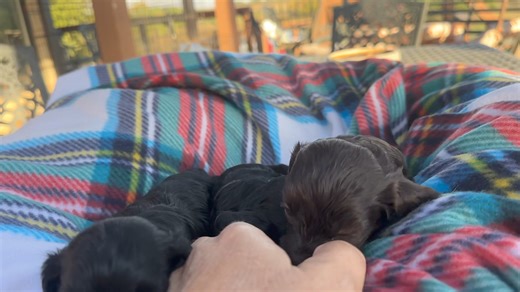 Mallo Cup, Gumdrop and Juji Fruits ♥️ Reserved | Puppy Perfectionist