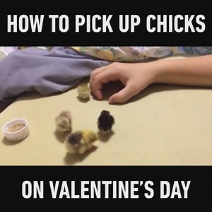 4.1K views · 18 reactions | Good advice on how to pick up some chicks ;) | Video and Gif Station | Facebook