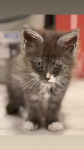 Unser kleiner Puttbull Yve of Mömpelgard setzt sofort ihren grumpy cat Blick auf, sobald sie die Kameras erblickt. | Angel of Moempelgard