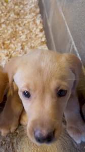 Bailiwick Kennel Page on Reels