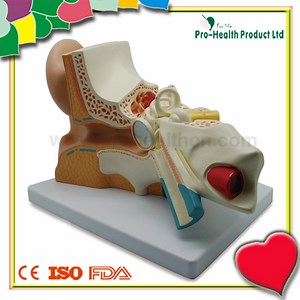 [Hot Item] Medical Anatomical Plastic Inner Ear Model