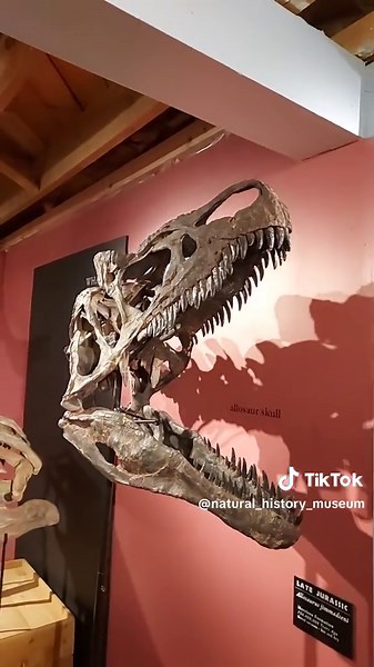 Exploring Natural History Museums: A Comprehensive Guide