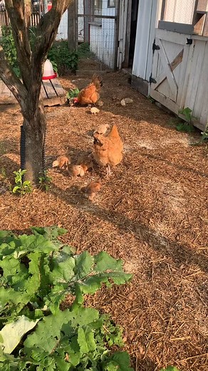 Enjoy some tiny peeps to boost your serotonin 🐥🐥🐥 #chickenpeeppeep #barnyardlife #farmlifebestlife #simplelife #chickensofinstagram🐔 | The Vested Goat