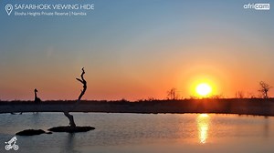 What a beautiful sunrise scene at Safarihoek this morning at Natural Selection #Africam #naturalselection #safari #Namibia #livestream | Africam