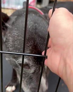 1.1K views · 41 reactions | Lake Charles Pit Bull Rescue on Reels | Facebook