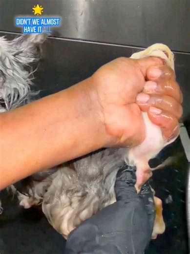 Anal Gland Care for Dogs: Simple DIY Steps for Happier Pups