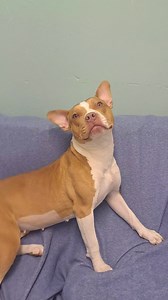 14K views · 434 reactions | ADOPTED殺殺殺殺 APPLICATIONS梁, PLEASE SHARE...