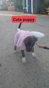 #Cute puppy #STREAMADSMONETIZATION #fyptrendingvideo | Rodora Jumaday