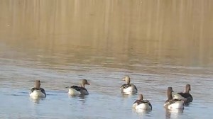 Ansares comunes 🙋‍♂️🙋‍♂️ #ansar #ganso #comun #comunes #anser #ansaranser #geese #oie | Duckhuntingg