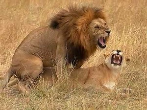 Vida Animal. Animais no ato do acasalamento. Animal's Mating!