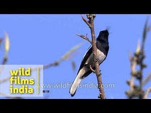 Oriental Magpie Robin in New Delhi