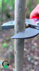 1.6M views · 3.8K reactions | Grafting persimmon tree | Easy grafting techniques | Grafting plants Successful #bushcraft #bonsai #grafting #gardening #nature #photography #survival #persimmon | Easy Grafting Techniques | Facebook