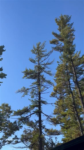 16 reactions | An adult bald eagle flying over the pines. 礪 | Pinewoods Camp, Inc. | Facebook