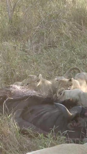 #Lion cubs on #one of their #first #meals | The Lion