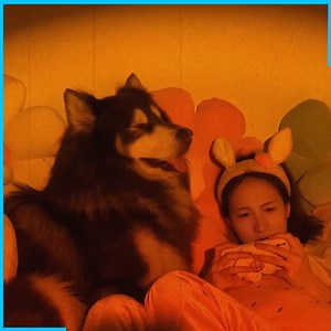 Affectionate dog and owner | Pets Farm